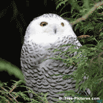 Cedar Trees, Owl in Cedar Tree Leaves Picture | Cedars at Tree-Pictures.com 