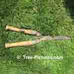 Picture of Cedar Leaf Trimmers  Tree-Pictures.com