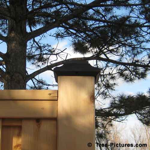 Cedar Tree Pictures, Newly Constructed Cedar Tree Fence Pic