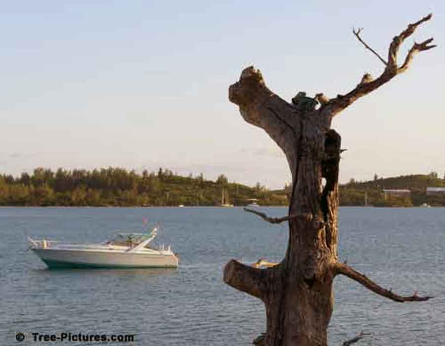 Old Cedar Tree, Cedar Tree Disease, Bermuda