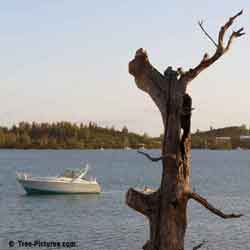 Old Cedar Tree, Cedar Tree Disease, Bermuda