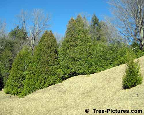 Cedar Tree Pictures, Cedar Tree Family Growing on a Hill Image