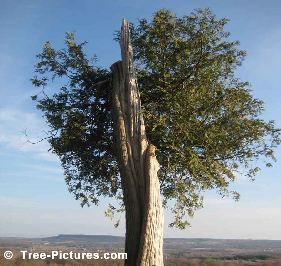 tree picture