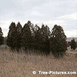 Cedar Tree Photos: cedar Tree Windbreak