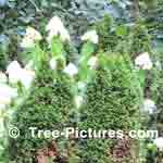 Picture of Damaged Cedar Trees Planted near Road where Winter Salt is Used - Tree-Pictures.com