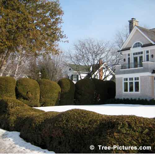 Cedar Tree Pictures, Shaped Mature Cedar Trees Hedges Image