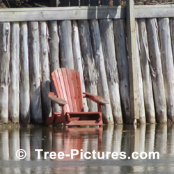 Cedar Trees: Solid Wood Cedar Trees Shore up Property on Large River