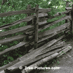 Picture of a Split Cedar Trees Truncks that are split into long Wood Rails are good for Garden Perimeter Fencing, Cedar is naturally Highly Rot Resistant | Tree-Pictures.com