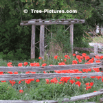 Cedar Tree Pictures: Split Cedar Wood Rails are good for Garden Perimeter Fencing, Highly Rot Resistant | Tree-Pictures.com