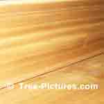 Cedar Wood Cedar Wood is highly rot Resistant and is used for Exterior 6x6 and 4x4 fencing Posts  Tree-Pictures.com