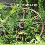 Cedar Wood Cedar is highly rot Resistant and used for Exterior building finish and fencing Tree-Pictures.com