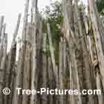 100's Cedars Trees Lined up to Create Blockade - Algonquin Indian HomeStead Surround