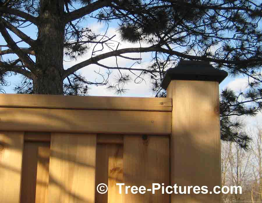 Cedar Fence: Cedar Wood is Weather Resistant for Privacy Fencing