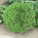 Globe Cedar Tree Type Picture; globe Cedar Trees are Prunned into a Globe Shape