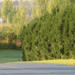 Pictures of Cedar Trees: White cedar Type of cedar trees use as a Hedge