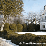 Types of Cedar Trees: Trimmed Cedar Bushes