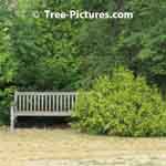 Landscaping Design Image: Globe Cedar Tree paired with Wood Garden Bench | Tree-Pictures.com
