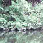 Cedar Tree Branches Reflect in Water