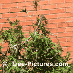 Pyramidal Cedar Tree after top is reduce and repointed | Tree-Pictures.com
