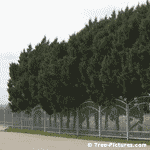Cedars Trees, Row of Cedars as a Wind Block Barrier| Cedar Trees @ Tree-Pictures.com