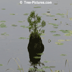 Tree Art