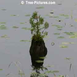 Cedars: New Cedar Tree Growing in an Old Cedar Stump