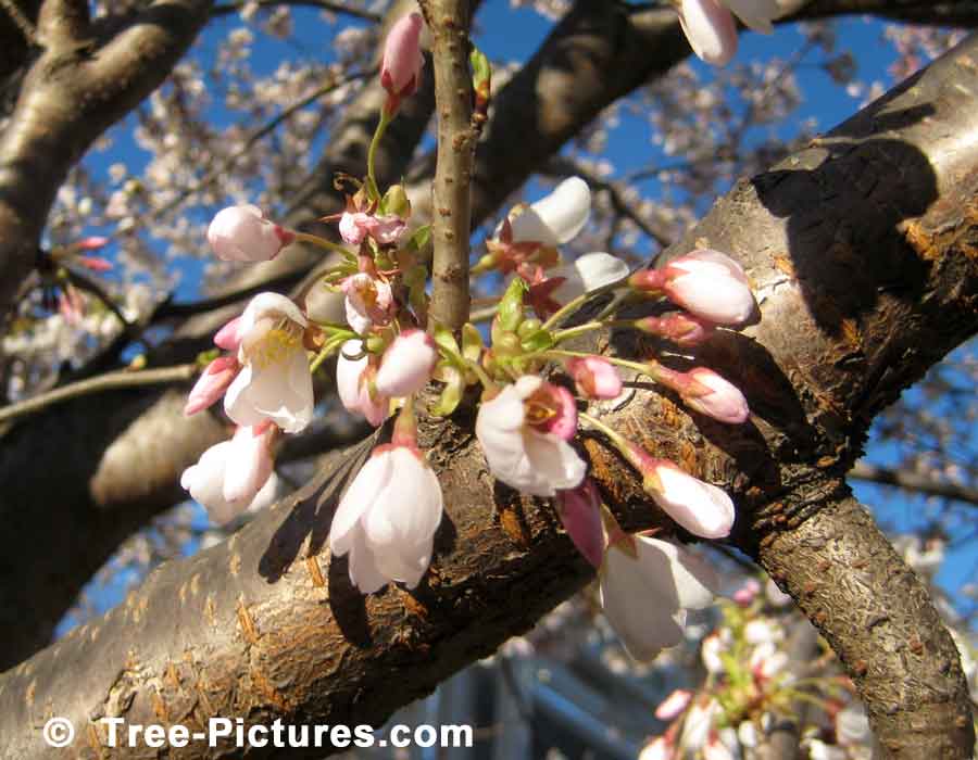 Maple Trees, Red Maple Tree Leaf Photo, Sugar Maple variety produces Maple Syrup | Maple Trees at Tree-Pictures.com
