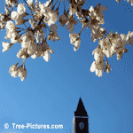 cherry tree