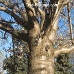 Cherry Tree Bark | Tree-Cherry-Bark @ Tree-Pictures.com