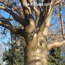 Cherry Tree Picture: Decorative Blossoming Cherry Bark and Branches
