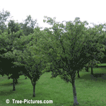 Cherry Tree, Cherry Tree Orchard | Tree-Cherry-Blossoms @ Tree-Pictures.com
