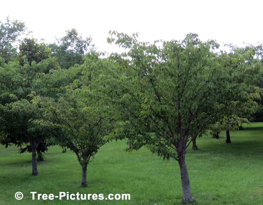 Cherry Trees, Cherry Tree Orchard | Cherry Trees at Tree-Pictures.com