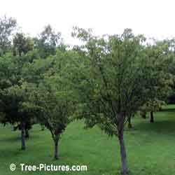 Cherry Trees, Cherry Tree Orchard