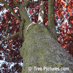 Cherry Tree Pictures: Purple Martin Choke Cherry Tree Type