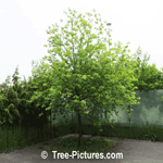 Cherry Tree: Cherry Tree Picture of Manchurian Cherry Tree Type