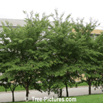 Cherry Tree; Picture of Japanese Sakura Cherry Trees