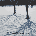 Cherry Trees: Cherry Tree Branch Shadows Winter Snow