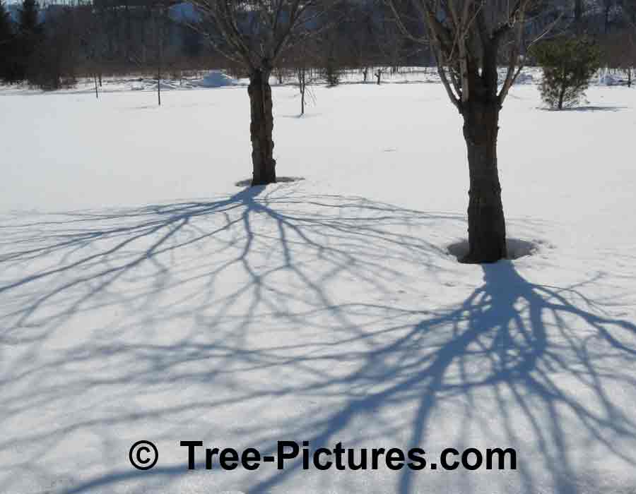 Cherry Tree: Cool Winter Shadows of Cherry Branches | Cherry Trees at Tree-Pictures.com