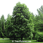 Chestnut: Flowering Chestnut Tree  | Tree+Chestnut+Flowers @ Tree-Pictures.com