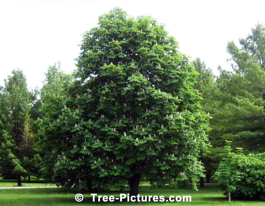 Chestnuts: Flowering Chestnut Tree | Tree:Chestnut+Flower at Tree-Pictures.com