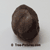 Chestnut: Fruit of the Chestnut Tree | Tree:Chestnut at Tree-Pictures.com