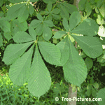 chestnut tree leaves