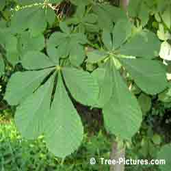 Chestnuts: Leaves of the Chestnut Tree | Tree:Chestnut+Leaves at Tree-Pictures.com