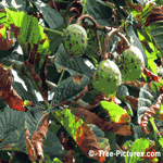 Chestnuts: Nuts of the Chestnut Tree  | Tree+Chestnut+Chestnuts @ Tree-Pictures.com