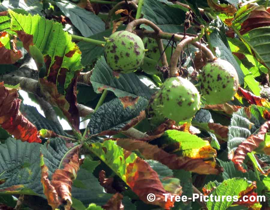 Chestnuts: Nuts of the Chestnut Tree | Tree:Chestnut+Nuts at Tree-Pictures.com