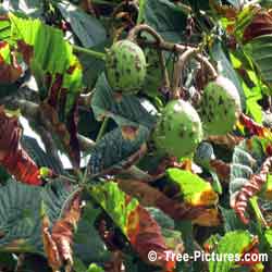 Chestnuts: Nuts of the Chestnut Tree | Tree:Chestnut at Tree-Pictures.com