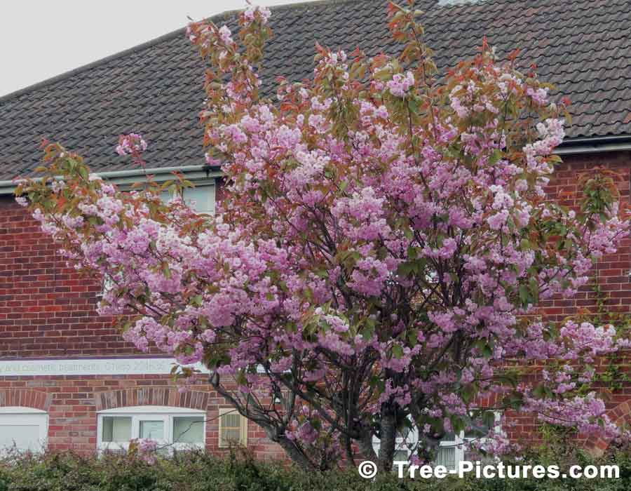 Crab Apple, Mature Crab Apple Tree in Summer | Apple Trees at Tree-Pictures.com