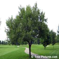 Crab Apple, Mature Crab Apple Tree in Summer