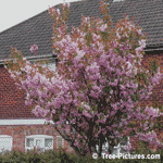 Crab Apple, Pink Crab Apple Tree Blossoms | Tree-Apple-Blossoms @ Tree-Pictures.com