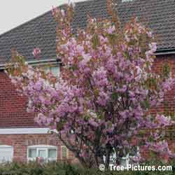 Crab Apple, Pink Crab Apple Tree Blossoms in Spring, Bath, England